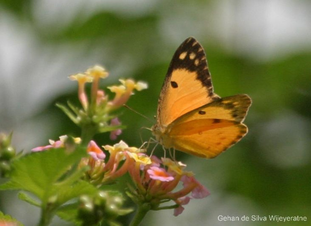 Colotis fausta Olivier, 1807